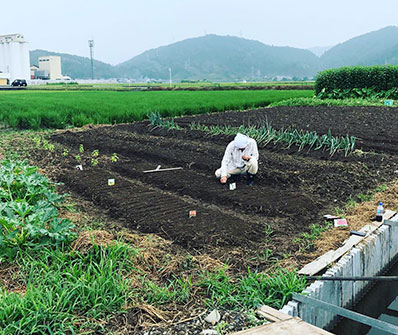 菜園